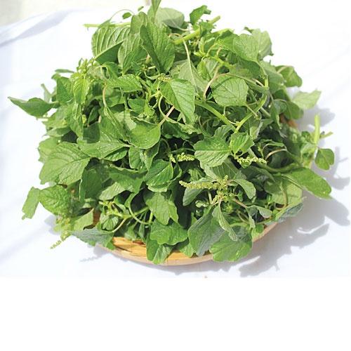Hạt Giống Rau Dền Xanh Lá Tròn Cao Sản Dễ Trồng Năng Xuất Cao Gói 20G 5000 Hạt - Khu Vườn Ban Công