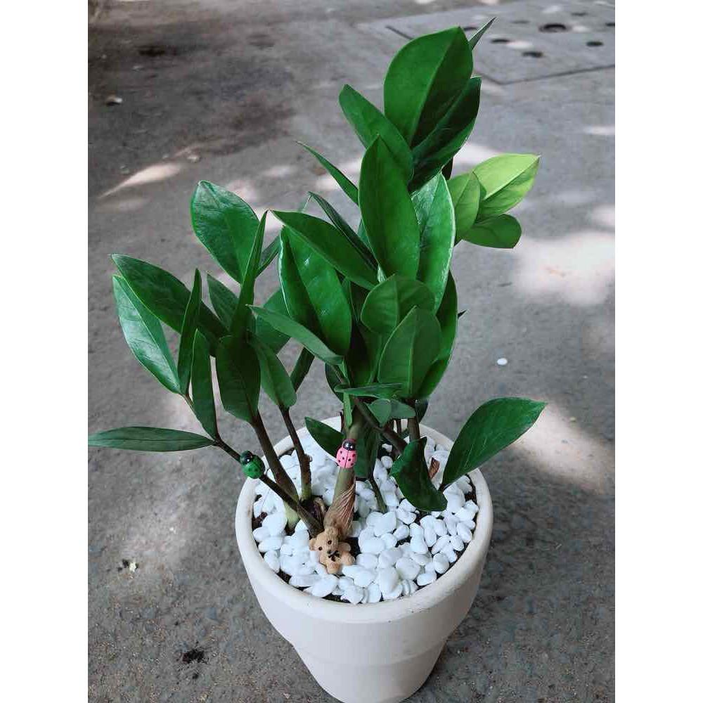 Chậu kim tiền thái Bán Chạy