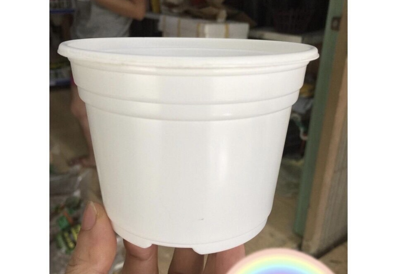 Chậu nhựa trồng sen đá