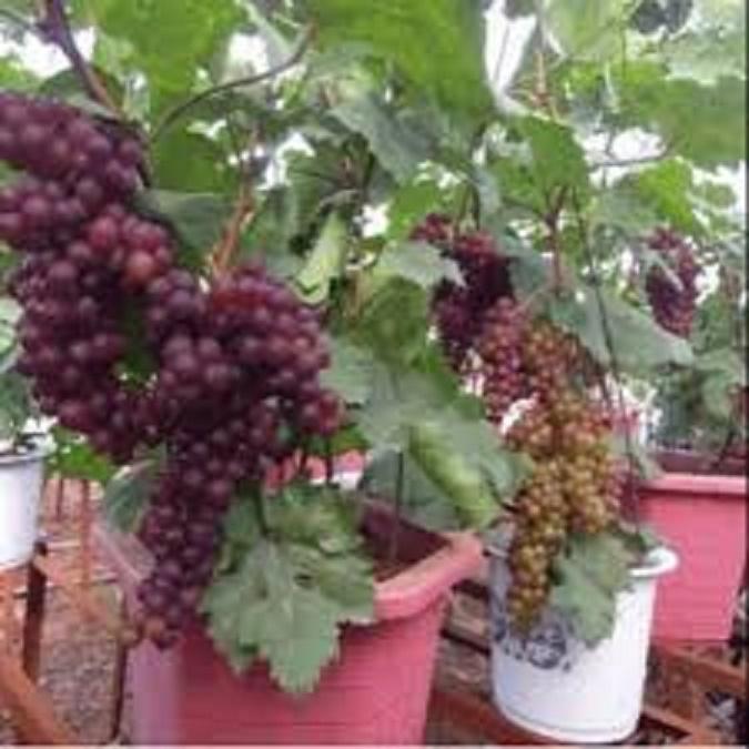 Cây giống nho lùn siêu sớm cho quả