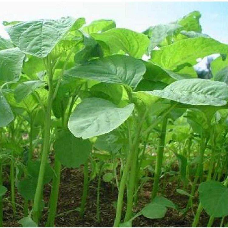Hạt giống rau dền lá liễu xanh 1 gói 20gram