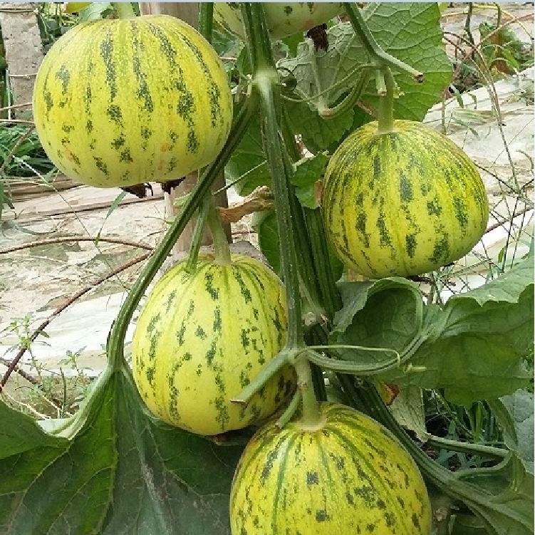 Hạt Giống Dưa Bở Thơm dể trồng f1-gói 20 hạt/tặng kèm gói phân bón lót