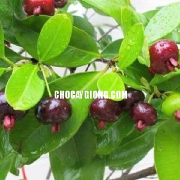 Cây cherry brazil