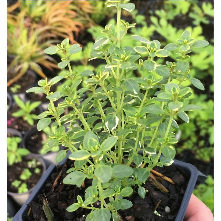 Hạt giống cỏ xạ hương (Thyme) - 100 hạt/gói