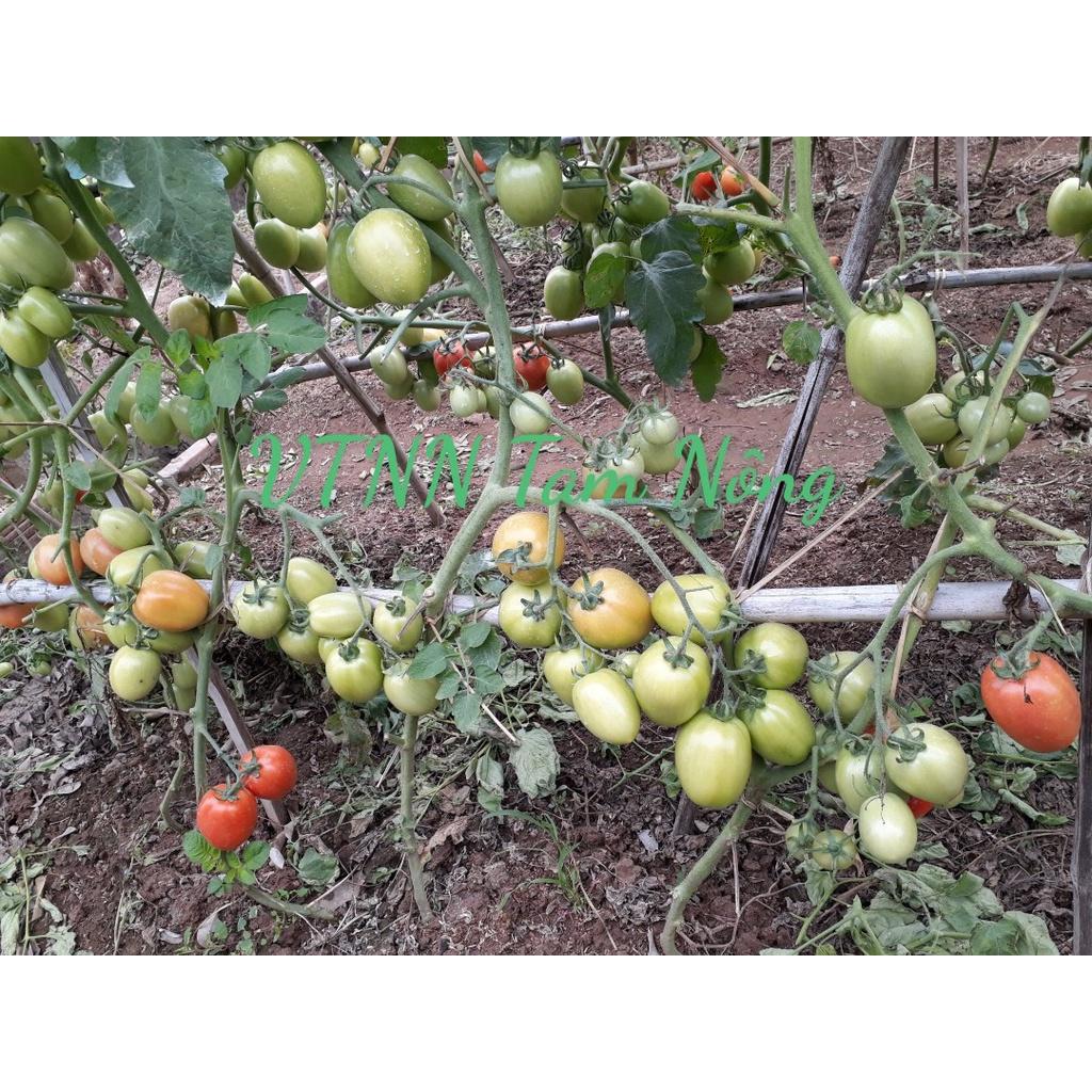 Hạt giống cà chua nhập khẩu chất lượng cao: ANSAL_ Gói 5gram