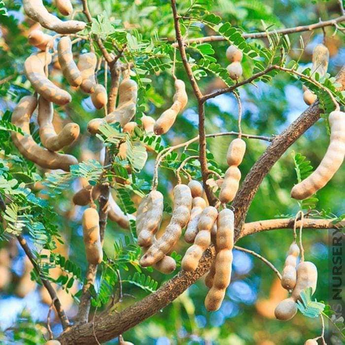 Cây me thái giống