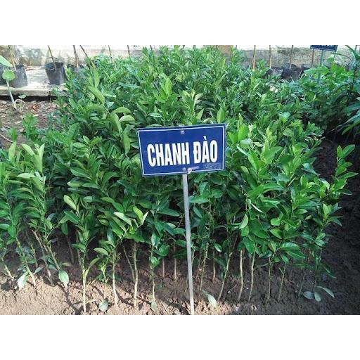 CÂY GIỐNG CHANH ĐÀO RUỘT HỒNG SIÊU SỚM. .