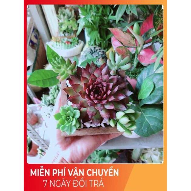 Chậu Sen Đá