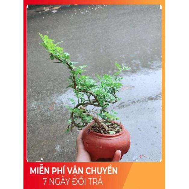 Chậu Cây Cần Thăng