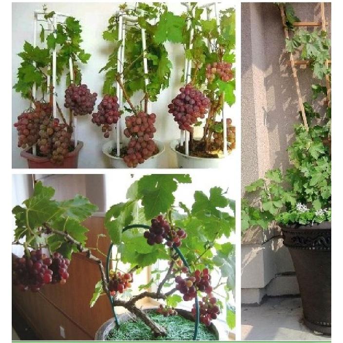 Hạt giống cây ăn trái nho lùn - Gói 10 hạt ( Tặng gói kích thích hạt nảy mầm )
