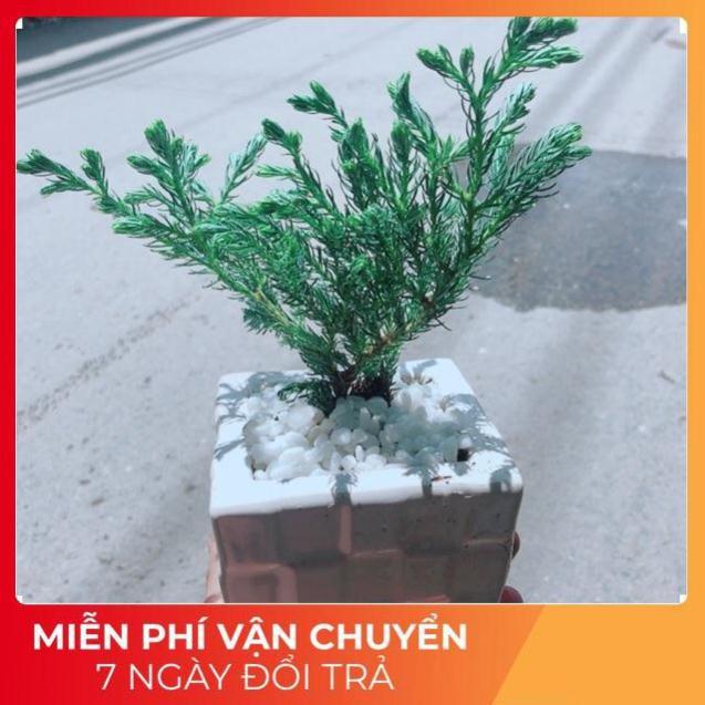 Chậu Tùng Tuyết