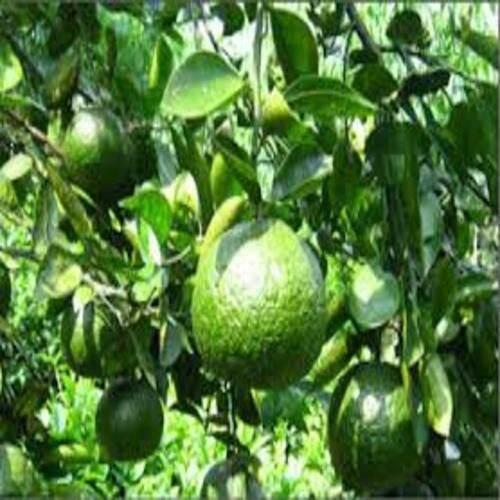 CAM SÀNH MIỀN NAM siêu quả, ngọt mát - CÂY GIỐNG CHUẨN F1