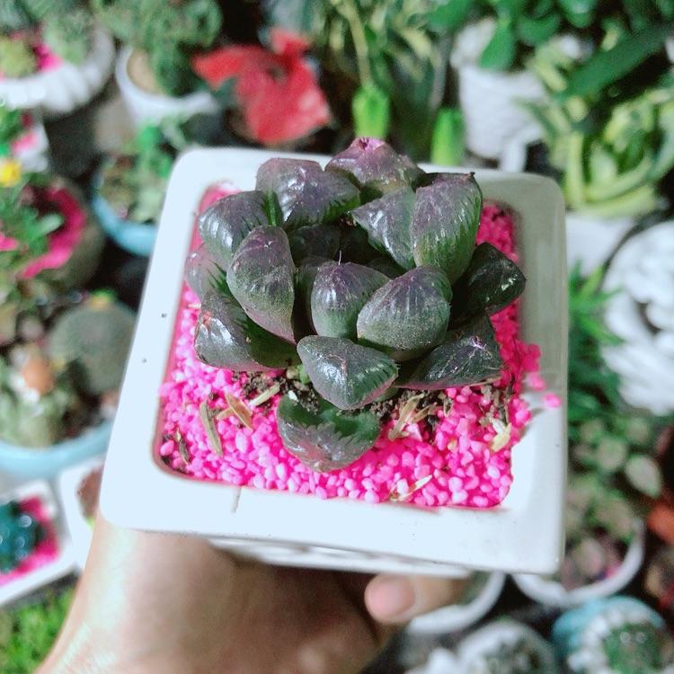 Chậu Cây Kim Cương Màu Tím