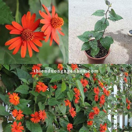 CHẬU hoa cúc leo màu cam đỏ, hoa sống khỏe nở hoa quanh năm leo dàn cực đẹp + Tặng 01 cây dâu da đất