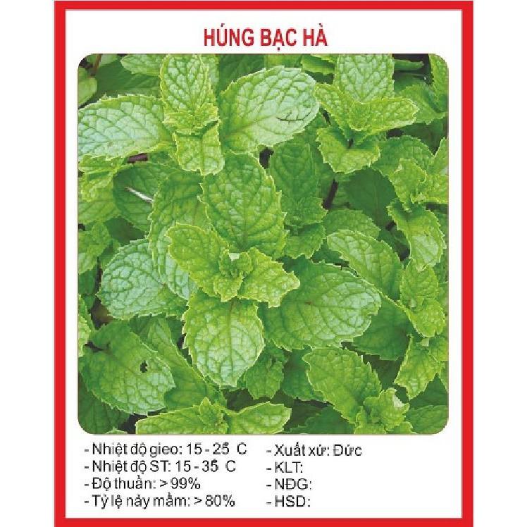 Hạt giống Húng bạc hà (Húng lủi) – 0.1Gram/gói