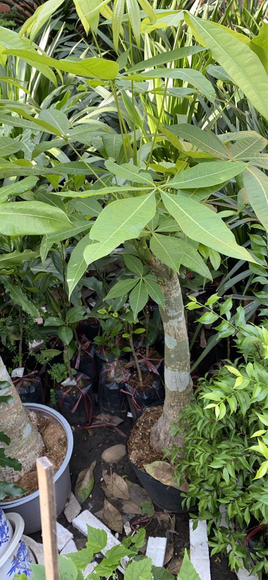 Kim Ngân 1 Thân Kèm Chậu Sứ Cao 1m