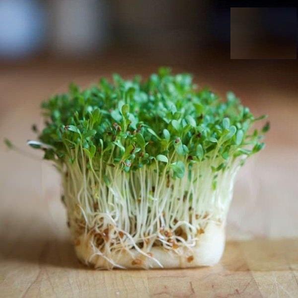 Hạt giống Mầm cải xanh Đà Lạt - 1 gói 50gr