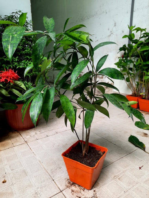 Cây trúc nhật