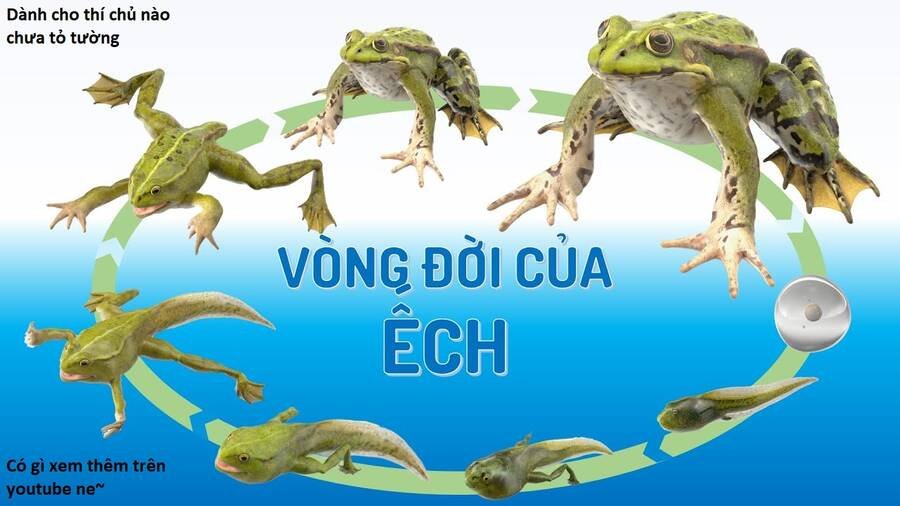 sự lụi tàn của usuzumi chapter 101 96