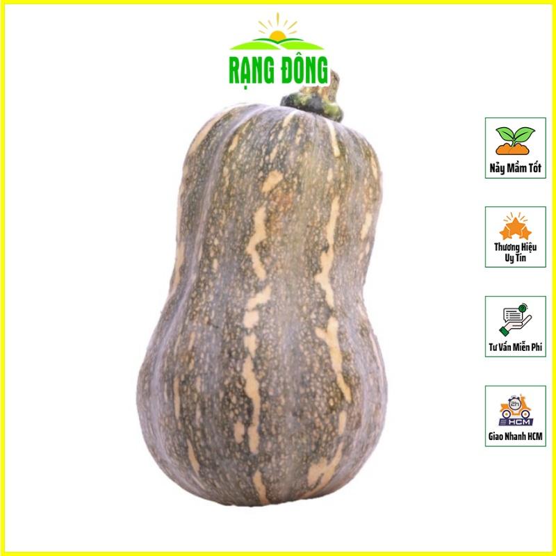 Hạt Giống Bí Đỏ Hạt Đậu Lai F1 Năng Suất Cao rạng đ- Hạt giống Rạng Đông