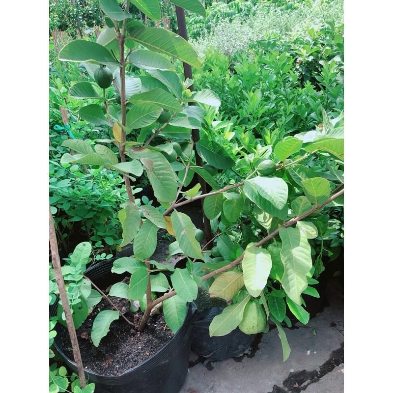 Cây Ổi Cho Sai Trái