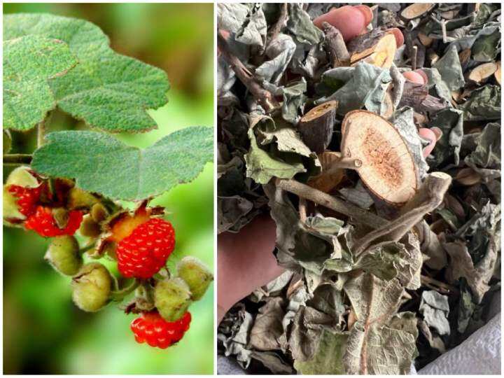 Trà túi lọc Lá mâm xôi rừng- Làm đẹp niêm mạc, hỗ trợ thả tự nhiên và chuyển phôi ivf, iui