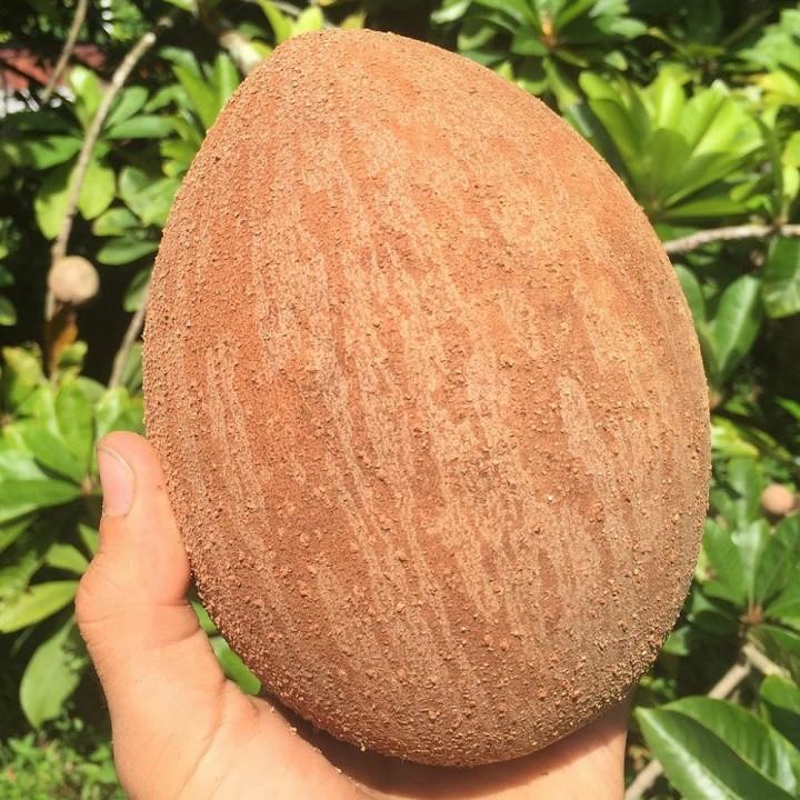 Cây Hồng Xiêm Xoài giống năng suất cao