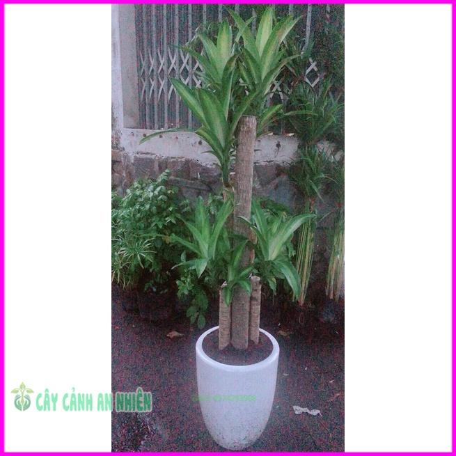 Chậu Cây Phát Tài  Cao 1m5