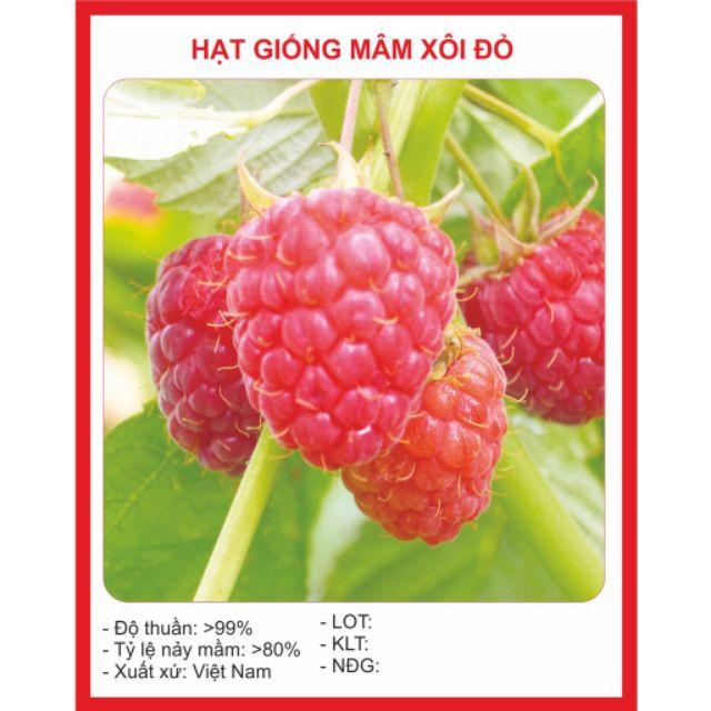 26A Hạt giống Mâm xôi đỏ