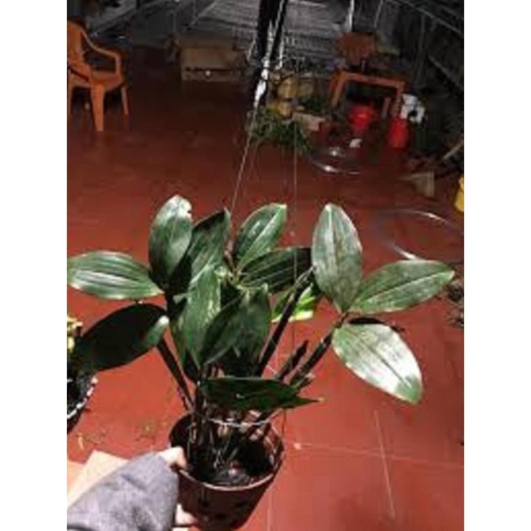 LAN KIỀU CAM - CHUẨN LAN RỪNG TÂY BẮC- GỬI ĐI NGUYÊN GIÒ