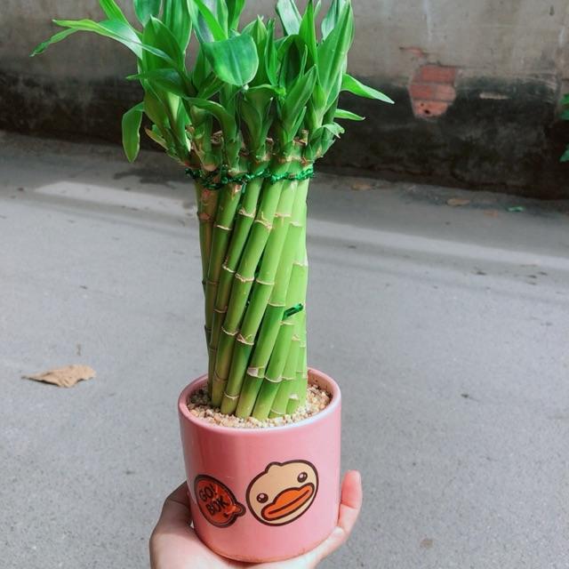 Chậu Trúc Phát Tài Xoắn