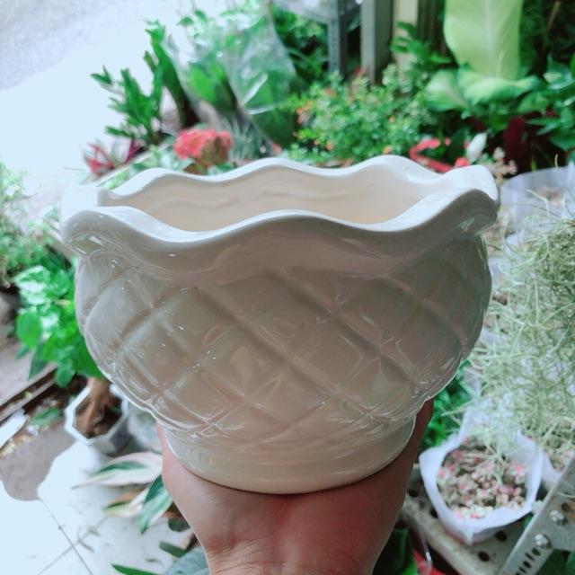 Chậu Trồng Cây