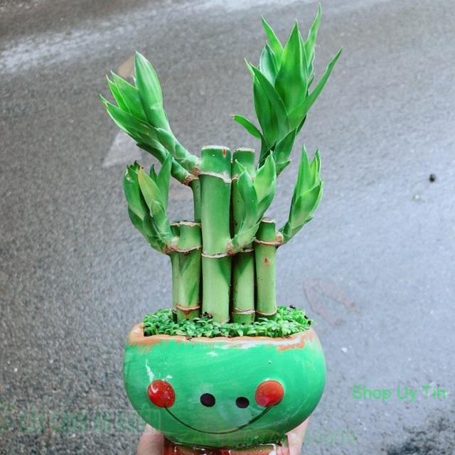 Chậu Trúc Phát Tài