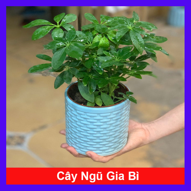 Cây Ngũ Gia Bì để bàn