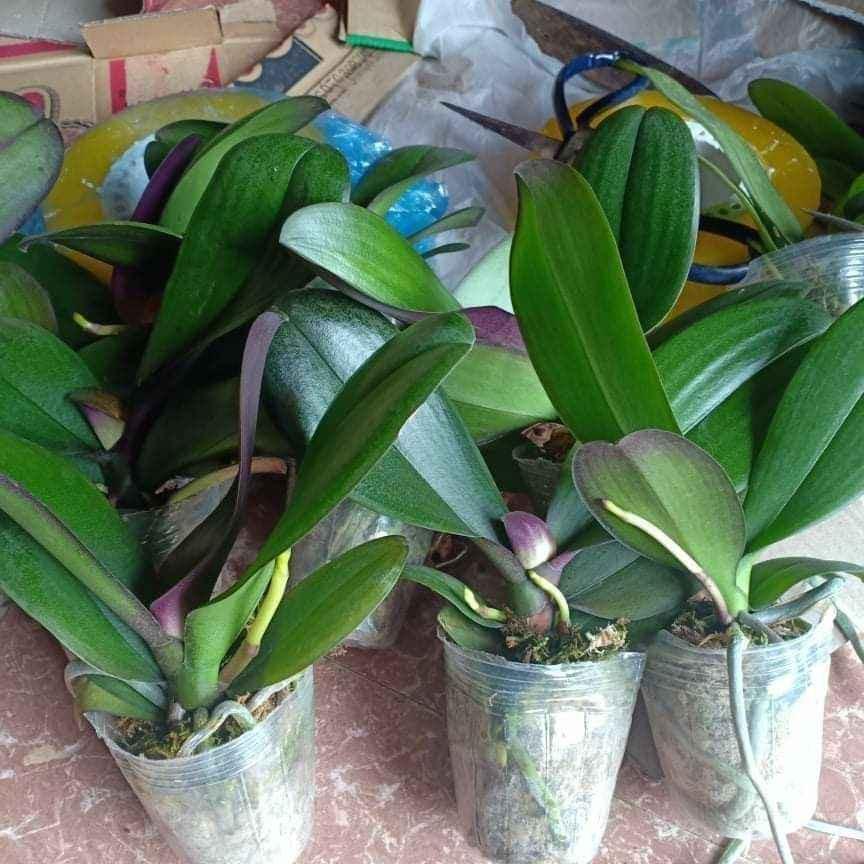 Lan Hồ điệp hoa đại