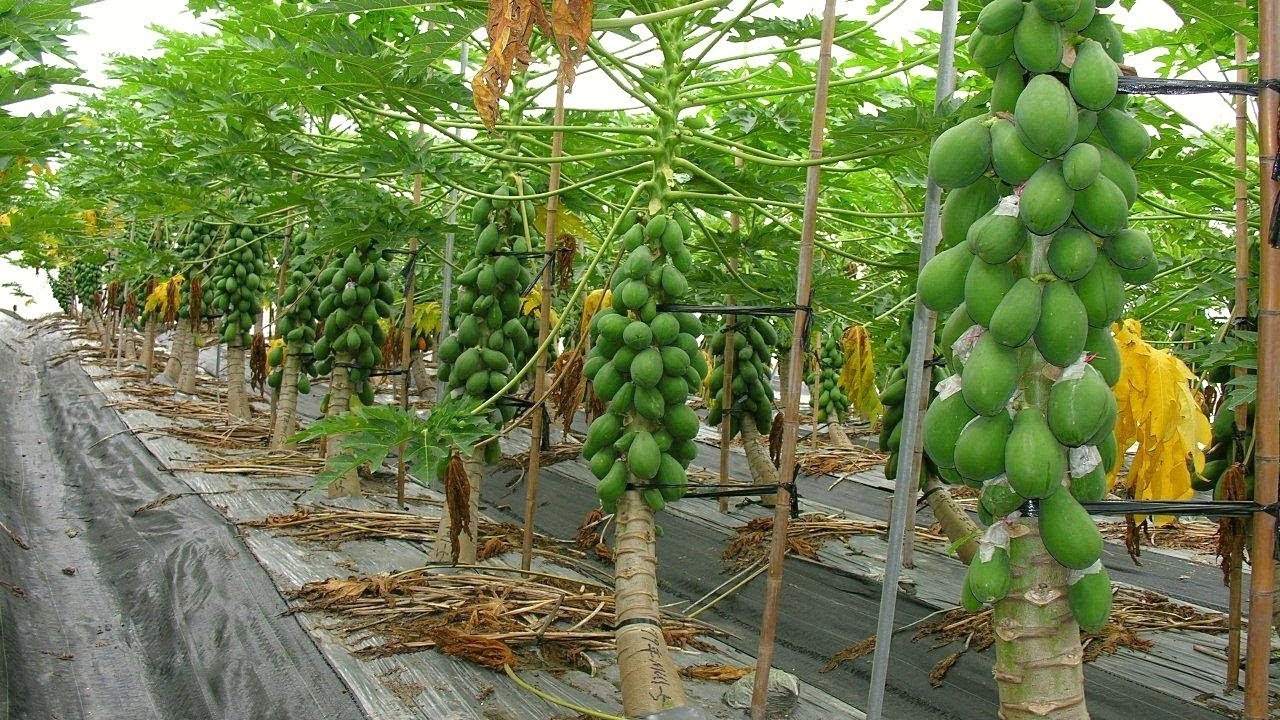 GIỐNG ĐU ĐỦ LÙN THÁI LAN
