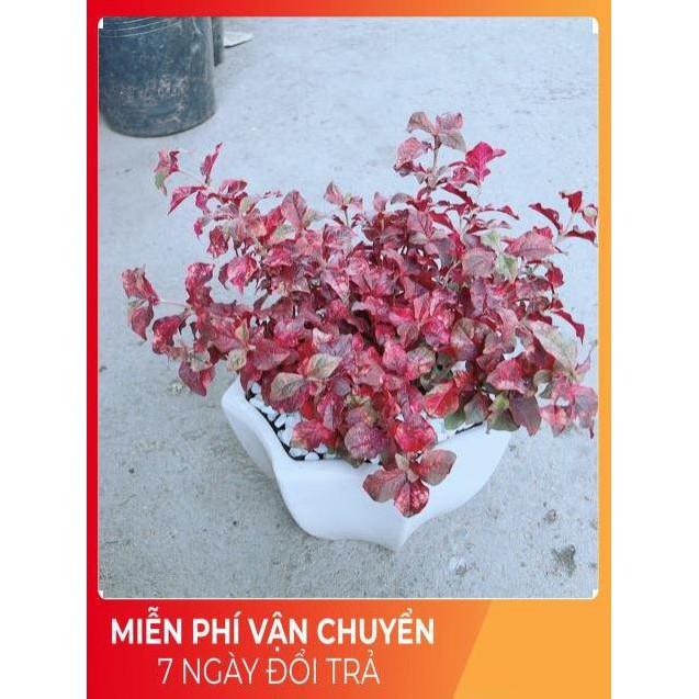 Chậu Ruby Đỏ