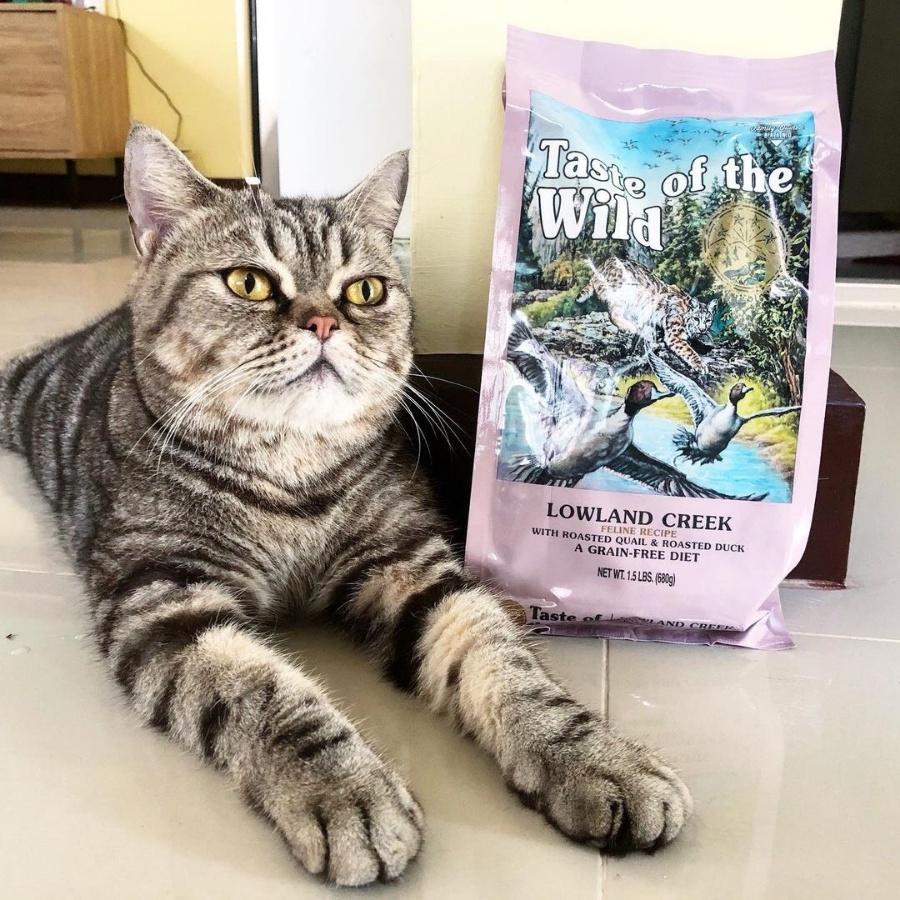 Thức Ăn Cho Mèo Anh Lông Ngắn Bao 500g Taste Of Wild Vị Chim Cút, Thịt Vịt, Rau Củ, Trái Cây Mượt Lông, Búi Lông