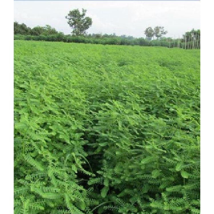 Hạt Giống Diệp Hạ Châu Đắng - 50 hạt/gói