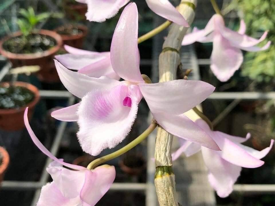 Phi Điệp Hồng Thiên Lôi cây Giống Nhân mô cây cực đẹp