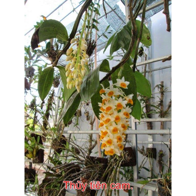 CHẬU LAN KIỀU VUÔNG,DÒNG LAN THỦY TIÊN