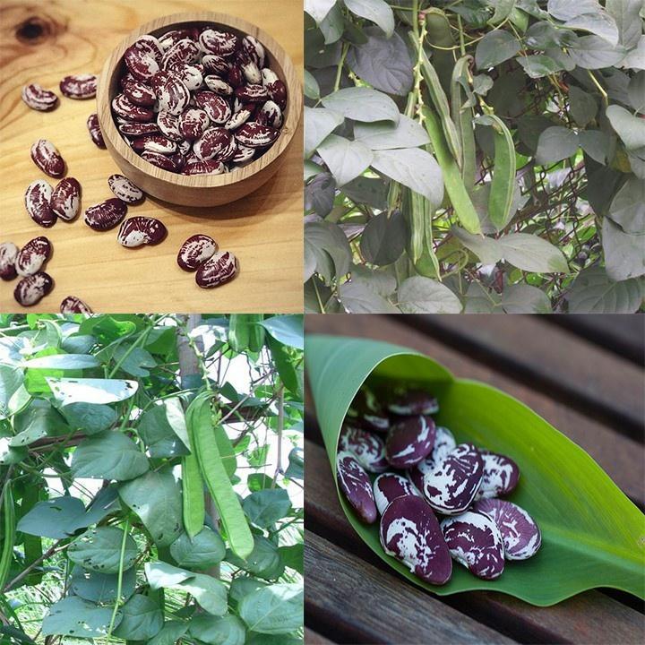 Gói 5 hạt giống đậu ngự 100% nảy mầm