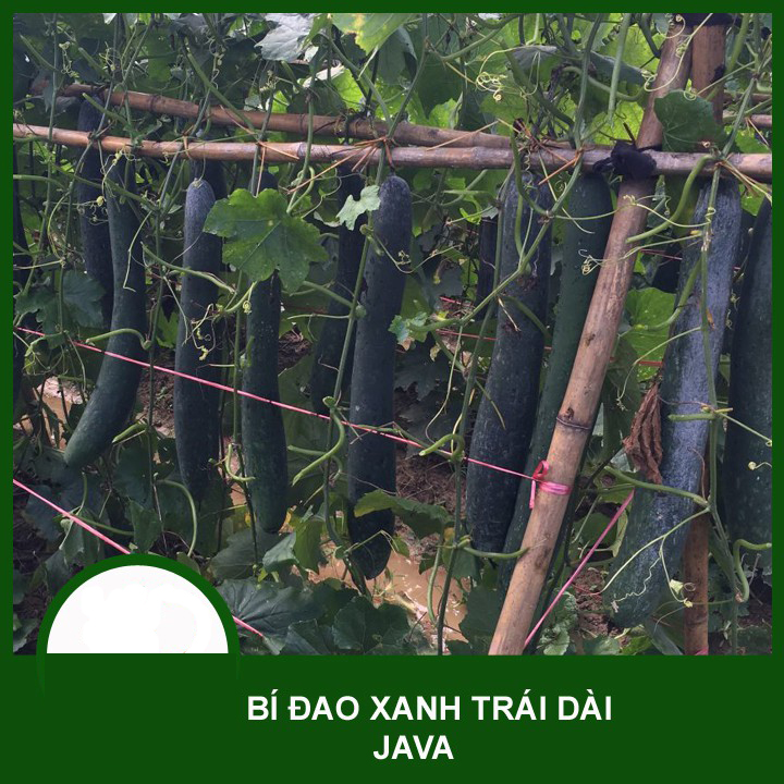 Hạt giống bí đao xanh trái dài lai F1 JAVA | Trái xanh đậm, dài, ruột xanh