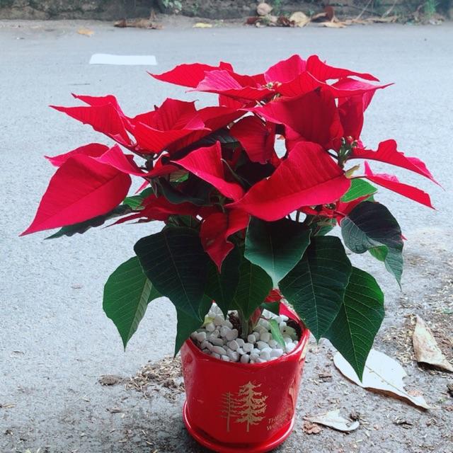 Chậu Cây Trạng Nguyên