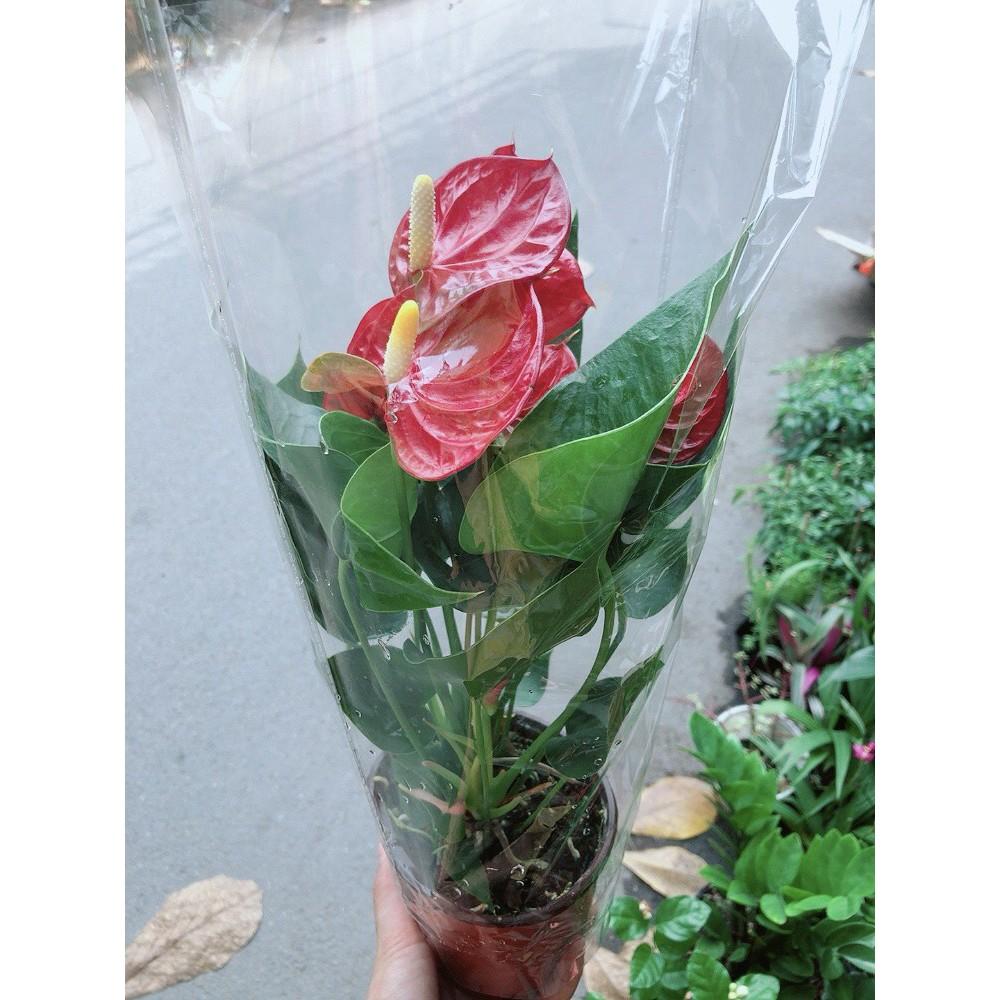 Cây Hồng Môn Kèm Chậu Sứ