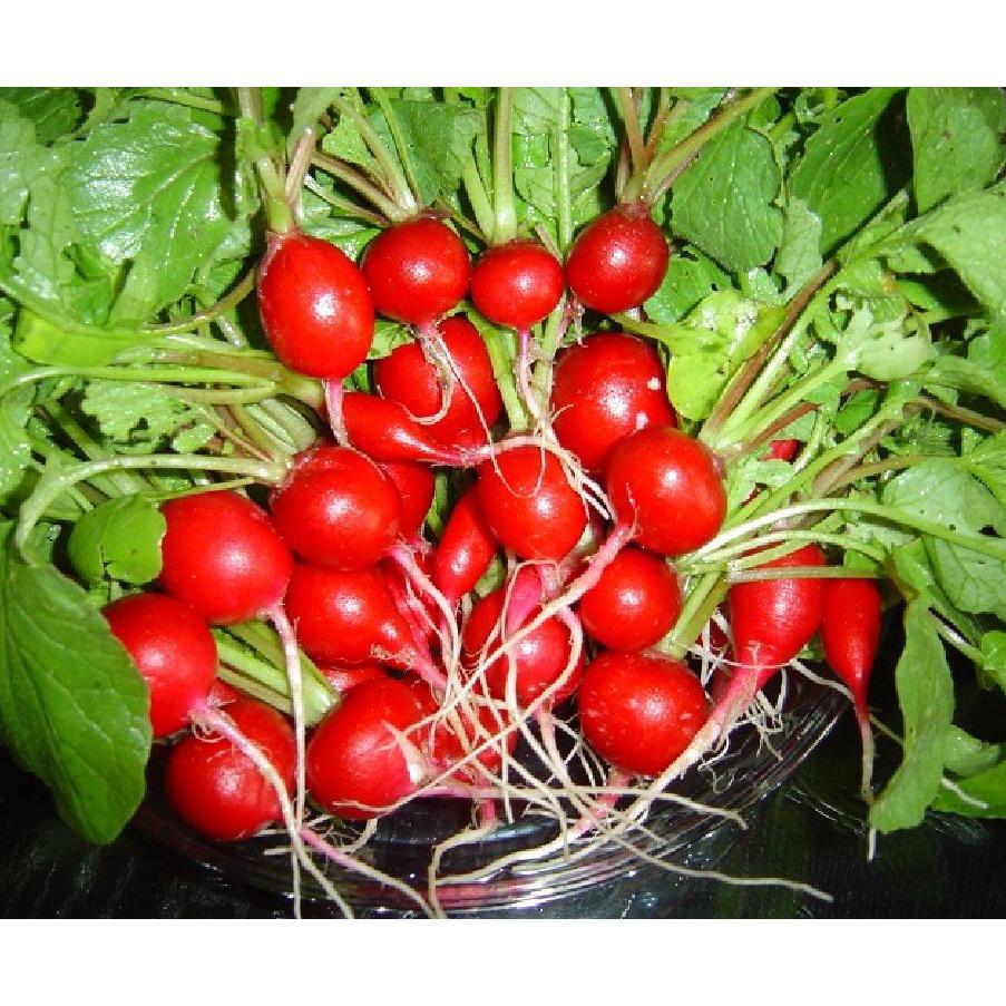 Hạt giống củ cải đỏ tí hon-gói 5gram/tặng kèm gói phân bón lót