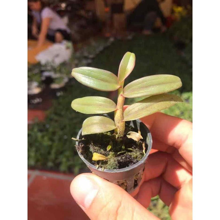 Phi điệp xước giống