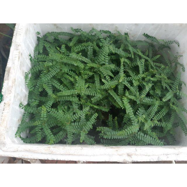 Combo 3 cây giống bồ kết chuẩn xịn