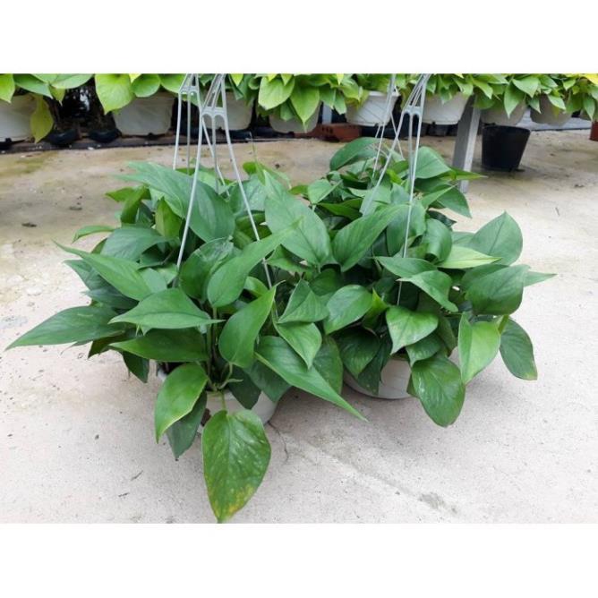 CHẬU CÂY TRẦU BÀ LÁ XANH, CÂY PHONG THỦY MANG TÀI LỘC CHO GIA CHỦ