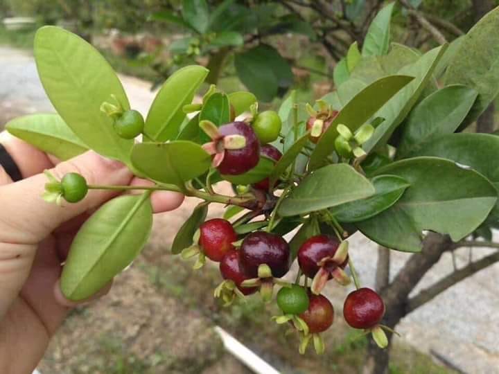 Cây giống cherry Brazil